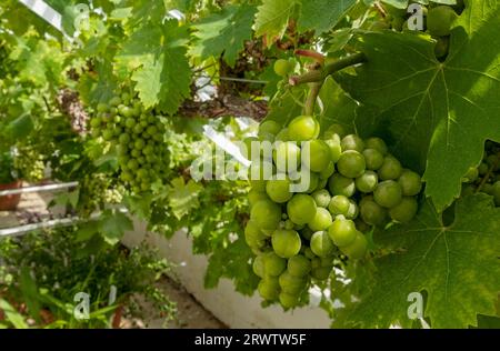 Gros plan de grappes de raisins verts poussant sur vigne vigne dans une serre Angleterre Royaume-Uni GB Grande-Bretagne Banque D'Images