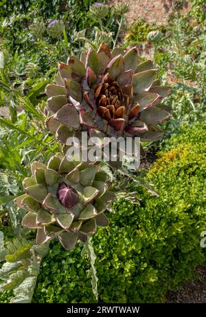 Gros plan de cardoon globe artichauts artichauts poussant dans un potager en été Angleterre Royaume-Uni GB Grande-Bretagne Banque D'Images