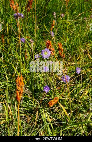 Gros plan de Bog asphodel et Field Sabious fleurs qui poussent dans une région marécageuse été dans Borrowdale Lake District National Park Cumbria Royaume-Uni Banque D'Images