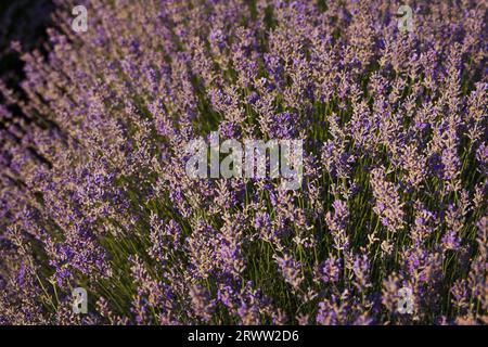 Belle lavande. Champ de lavande avec fleurs violettes fleuries. Beauté étonnante de la nature Banque D'Images