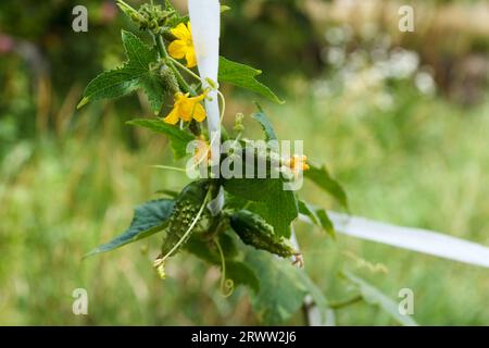 Les concombres poussent dans le jardin et fleurissent dans le jardin. Attaché avec du ruban blanc, agriculture, sur le terrain de fackground vert Banque D'Images