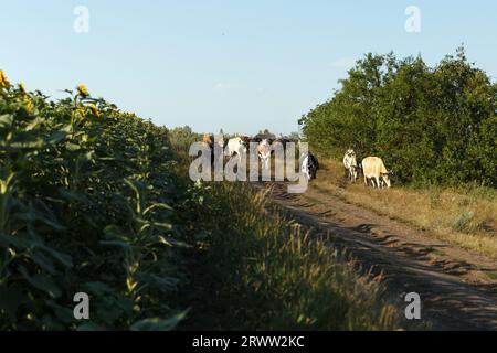 Un troupeau de vaches adultes rentre à la maison du pâturage sous la supervision de bergers. Les vaches marchent sur une route rurale dans un champ en été Banque D'Images