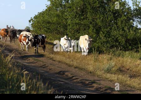 Un troupeau de vaches adultes rentre à la maison du pâturage sous la supervision de bergers. Les vaches marchent sur une route rurale dans un champ Banque D'Images