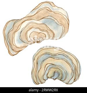 Aquarelle champignon toxique Amanita muscaria, isolé sur fond blanc. Illustration de forêt d'automne. Banque D'Images