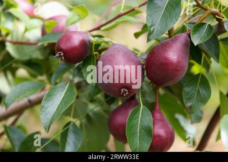 Beaucoup de poires appétissantes rouges poussent et mûrissent sur un arbre dans un beau jardin fruitier sur fond vert Banque D'Images