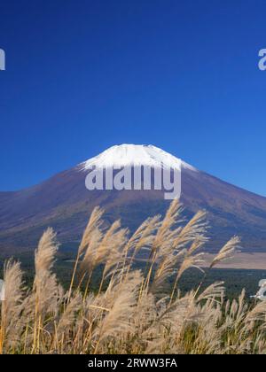 Fuji et herbe argentée à la première neige Banque D'Images