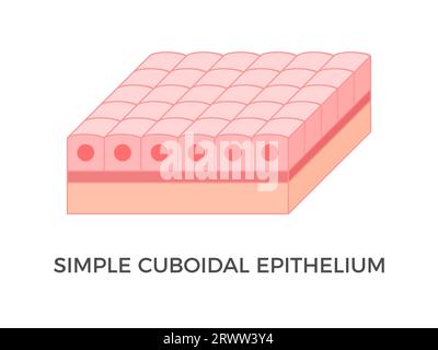 Épithélium cuboïdal simple. Types de tissus épithéliaux. Une seule couche de cellules de type cube qui fournissent une protection et peuvent être actives ou passives. Vecteur Illustration de Vecteur