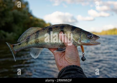 Pêcheur détenant Volga zander capturé sur la rivière Banque D'Images