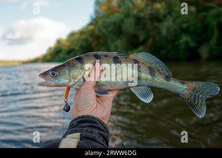 Pêcheur détenant Volga zander capturé sur la rivière Banque D'Images