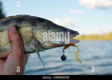 Main de pêcheur tenant le doré jaune avec un appât en plastique souple dans sa bouche Banque D'Images