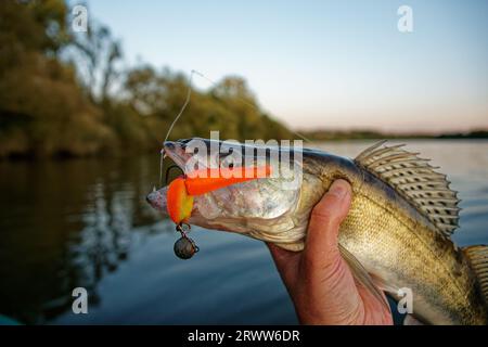 Zander dans la main du pêcheur attrapé sur la limace de mousse à la main, temps clair, soirée d'été Banque D'Images