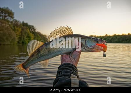 Big zander dans la main du pêcheur attrapé sur la limace de mousse à la main, temps clair, coucher de soleil d'été Banque D'Images