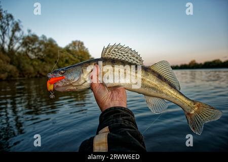 Doré jaune dans la main du pêcheur attrapé sur limace de mousse à la main, temps clair, soirée d'été Banque D'Images