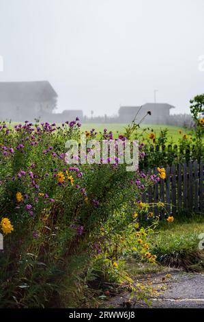 paysage brumeux au premier plan avec de hautes fleurs sauvages Banque D'Images