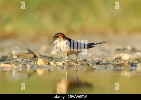 Hirondelle rouge (Cecrosis daurica ) en lumière chaude recueillant de la boue pour le renflement de nid du bord d'une flaque Banque D'Images