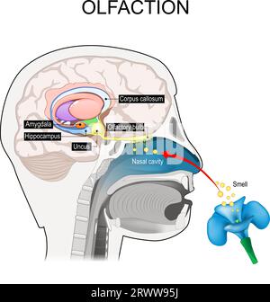 olfaction. Nerfs olfactifs. Coupe transversale d'une tête humaine avec une partie du cerveau impliquée dans l'odorat. odorat-cerveau. programme éducatif. Vector illustr Illustration de Vecteur