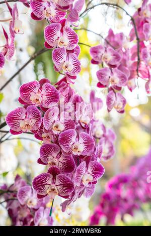 Vue rapprochée d'une orchidée de Phalaenopsis tachetée rose. Banque D'Images