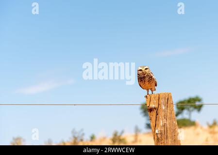 Hibou terrier debout sur une clôture Banque D'Images
