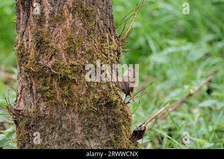 Wren Troglodytes x2, petit oiseau brun foncé avec des virages sur les ailes et la queue a le bec fin et une queue courte souvent armé rayure pâle sur l'œil, l'espace de copie Banque D'Images