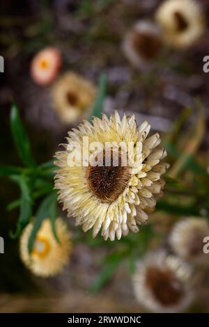 Gros plan de la fleur jaune doré de la plante annuelle de jardin à longue floraison estivale helichrysum bracteatum ou Xerochrysum bracteatum. Banque D'Images