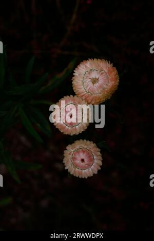 Gros plan de la fleur jaune doré de la plante annuelle de jardin à longue floraison estivale helichrysum bracteatum ou Xerochrysum bracteatum. Banque D'Images