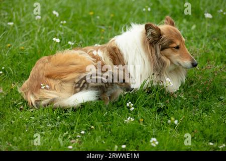 Les sangliers jouant avec Collie sur une prairie au printemps Banque D'Images