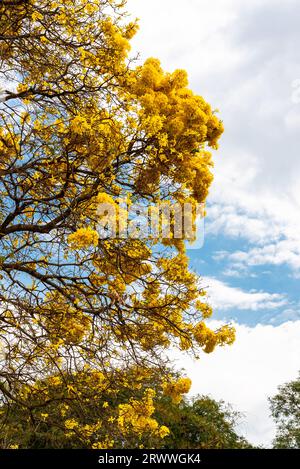 Vue de l'arbre 'ipê' jaune fleuri au Brésil Banque D'Images