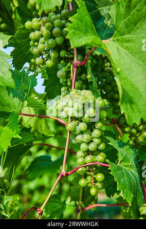 Gros plan de raisins verts poussant sur des vignes pourpres épaisses le jour d'été Banque D'Images
