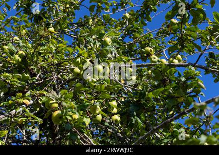 Europe, Espagne, pays Basque, Usurbil, pommes de culture de vergers à utiliser dans les Sagardotegi (maisons de cidre traditionnelles) Banque D'Images