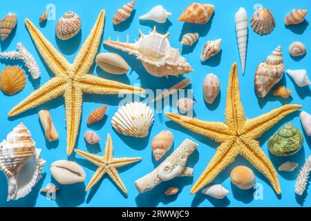 vue de dessus du concept de mer d'été avec coquillages, étoile de mer avec ombre dure sur fond bleu. Banque D'Images