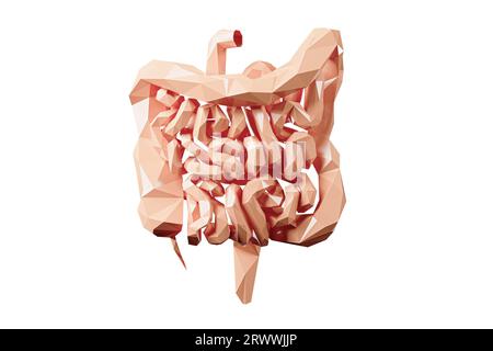 3d illustration de l'organe interne humain hypopoly abstrait - intestin. Gros et petit intestin isolés sur blanc Banque D'Images