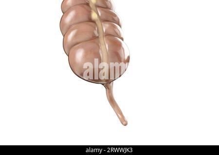 illustration 3d de l'anatomie de l'appendice humain. Rendu de gros plan réaliste de haute qualité de la partie de l'intestin humain - appendice Banque D'Images