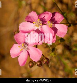 La forme rose de Bridal Rainbow, Drosera macrantha, une espèce de fleurs sauvages et de plantes carnivores endémique de l'Australie occidentale Banque D'Images