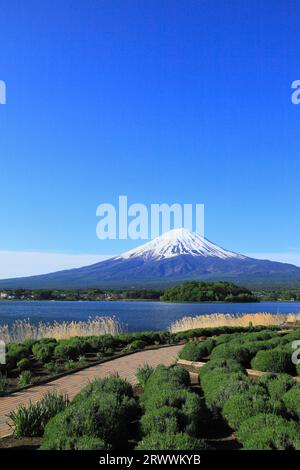 Fuji vu du parc Oishi au bord du lac Kawaguchi Banque D'Images