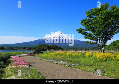 Fuji vu du parc Oishi au bord du lac Kawaguchi Banque D'Images