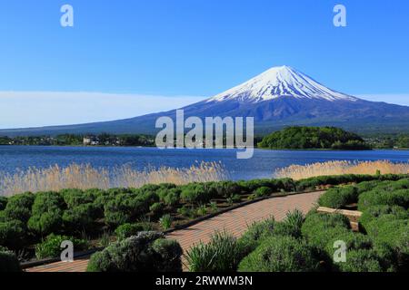 Fuji vu du parc Oishi au bord du lac Kawaguchi Banque D'Images