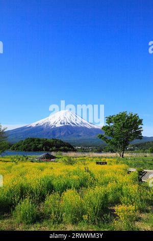 Fuji vu du parc Oishi au bord du lac Kawaguchi Banque D'Images