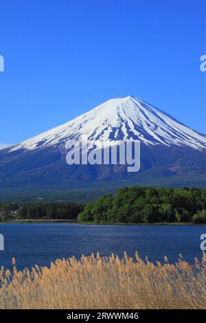 Fuji vu du parc Oishi au bord du lac Kawaguchi Banque D'Images