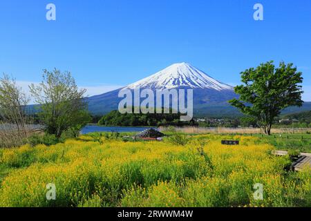 Fuji vu du parc Oishi au bord du lac Kawaguchi Banque D'Images