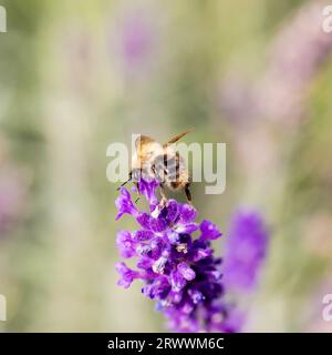 Une abeille carder commune, Bombus pascuorum sur des fleurs de lavande Banque D'Images