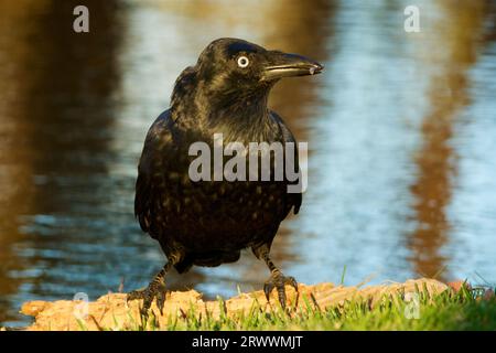 Corvus coronoides, Corvus coronoides, tenant un bâton dans son bec tout en se tenant debout sur une bûche dans la lumière de fin d'après-midi, Herdsman Lake, Australie occidentale Banque D'Images