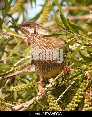 Oiseau rouge, Anthochaera carunculata, se nourrissant d'un arbre de broussailles, Perth, Australie occidentale Banque D'Images