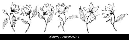 Vecteur Magnolia Flower. Illustrations florales dessinées à la main dans le style d'art de ligne peint par des encres noires sur fond isolé. Dessin gravé vintage floral pour cartes de voeux ou invitations de mariage. Illustration de Vecteur