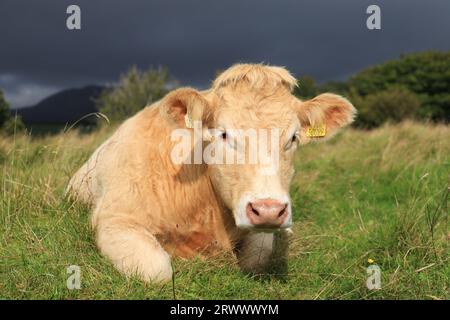 Bétail : Charolais repousse le taureau allongé dans de longues herbes avec en toile de fond un ciel couvert sur les terres agricoles de l'Irlande rurale Banque D'Images