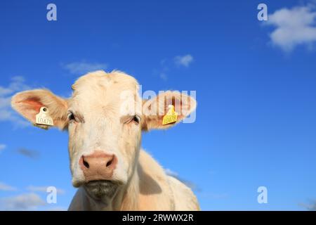 Bétail ; gros plan de taureau Charolais de race sur fond de ciel bleu Banque D'Images