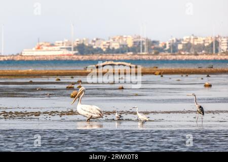 Un groupe de pélicans marchant sur la plage d'Alexandroupolis Evros Grèce près du parc national Delta Evros, migration hivernale Banque D'Images