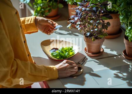 La jardinière femelle coupe les feuilles de basilic. Assaisonnements sains et savoureux cultivés en intérieur. Récolte Banque D'Images