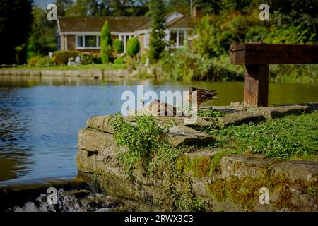 Couple de colverts reposant sur un mur de pierre à côté d'un lac avec un bâtiment en arrière-plan. Banque D'Images