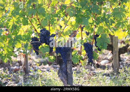 Margaux, Médoc, France. Raisins mûrs prêts à la récolte dans le vignoble Margaux. Le vignoble de Margaux est le plus célèbre au monde. Vignes et vineyar Banque D'Images