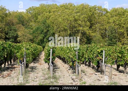 Margaux, Médoc, France. Raisins mûrs prêts à la récolte dans le vignoble Margaux. Le vignoble de Margaux est le plus célèbre au monde. Vignes et vineyar Banque D'Images